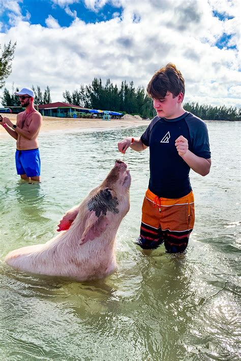 carnival swimming with pigs|Swimming Pigs & Crystal Beach